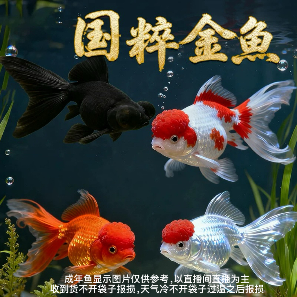 国粹小金鱼活鱼活体观赏鱼冷水鱼好养耐活宠物鱼淡水鱼鱼观赏鱼