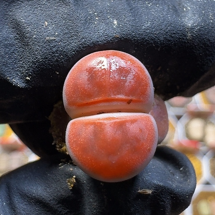 生石花2:：。在。386号。 1.5左右