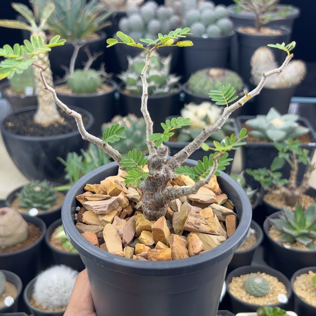 沙漠苏木实生一物一拍