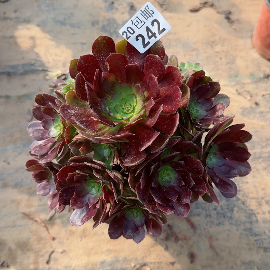 赤焰莲242满20包邮断枝不包