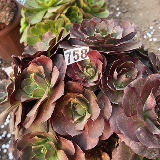 汪***汪多肉植物一种美金758