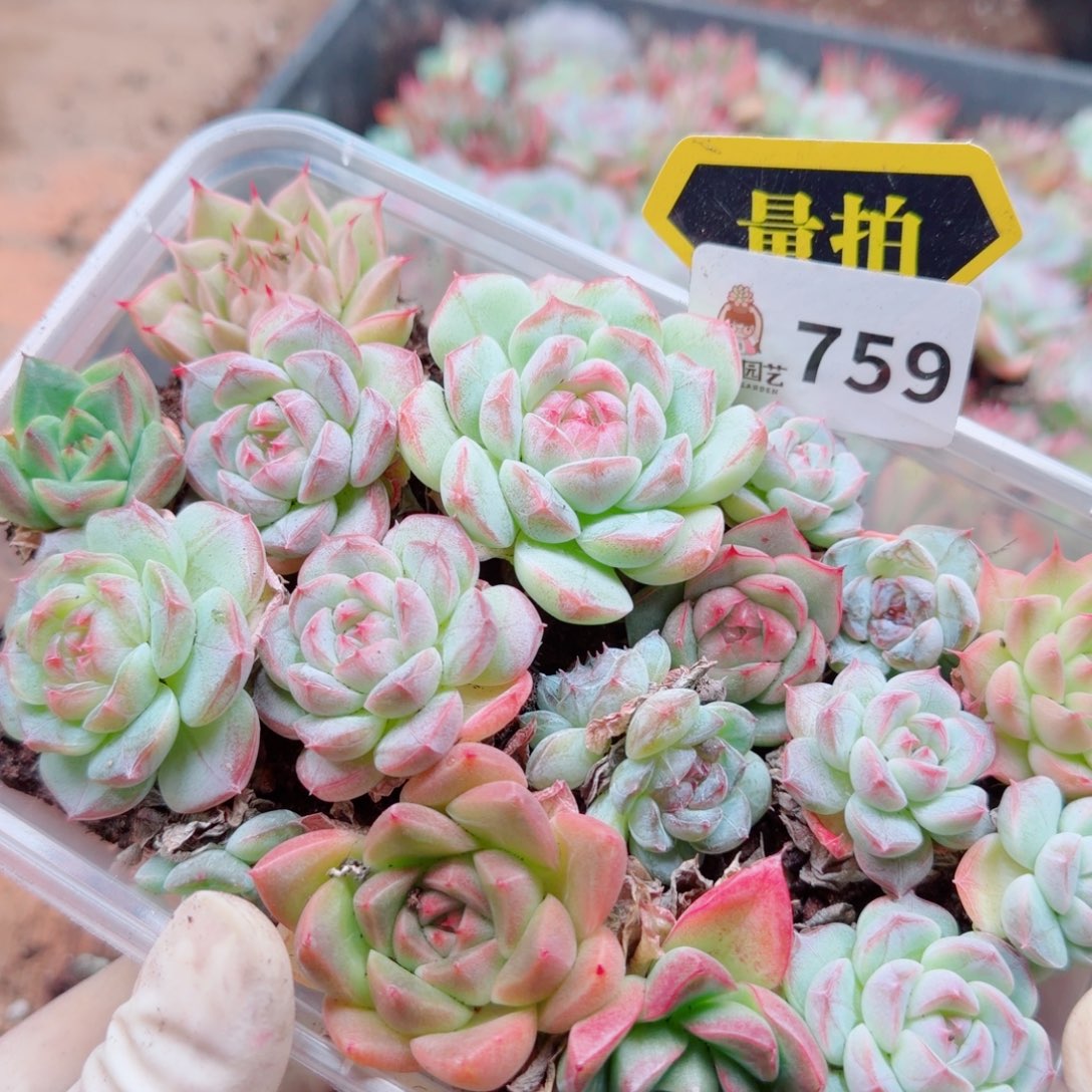 多肉植物多肉植物