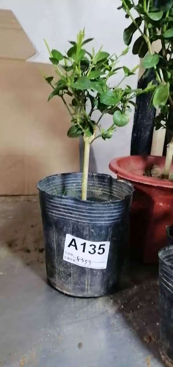 两年半笔尖茉莉