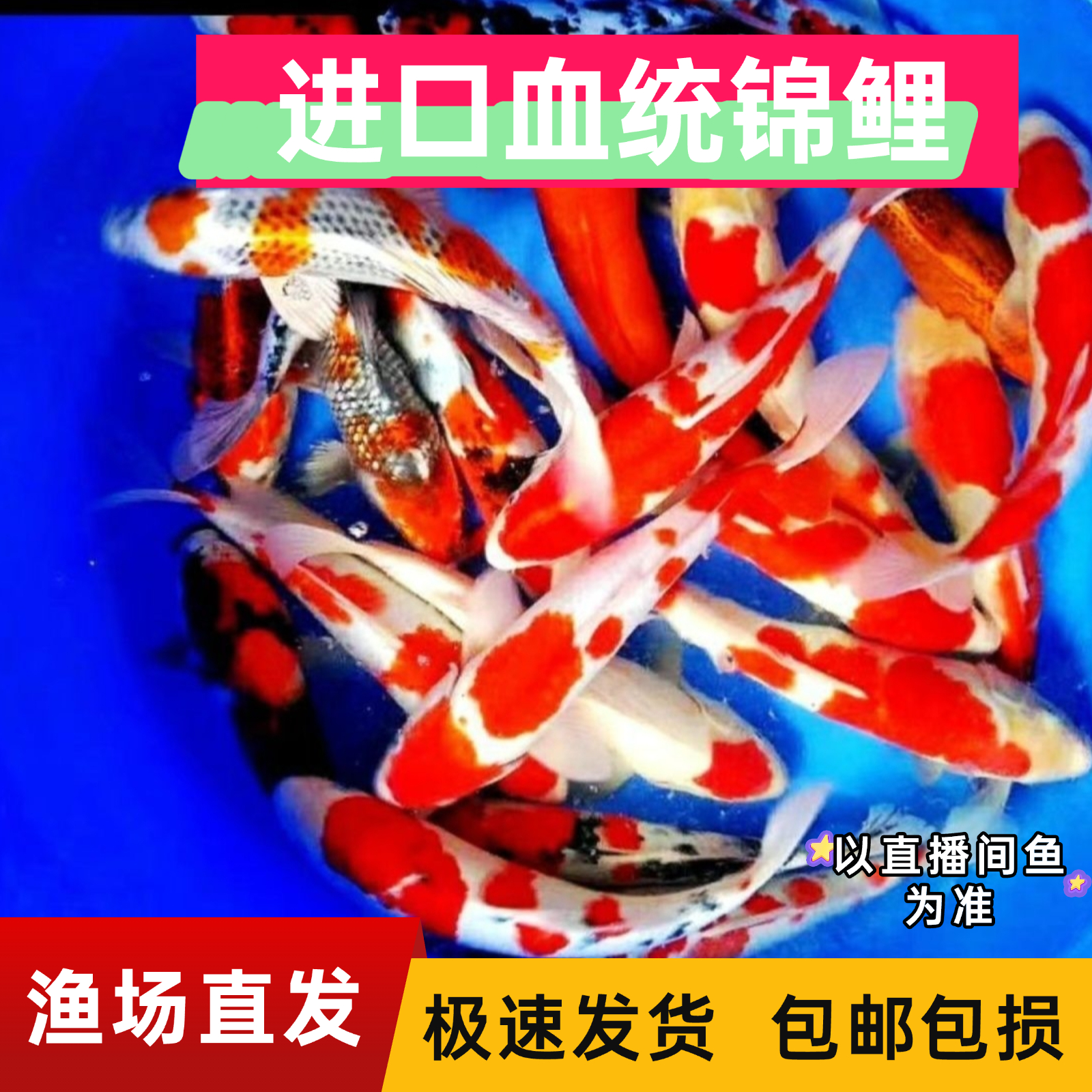 【20-23cm锦鲤混色2条装】红白三色火鲤昭和鲱写白写冷水淡水鱼好养