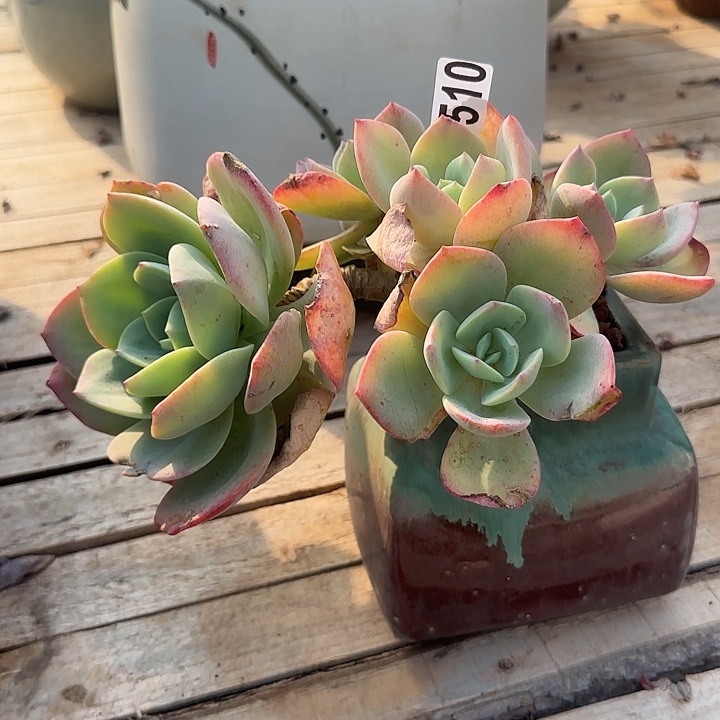 c*茹510不售后血凤白凤脱土发货不退不换