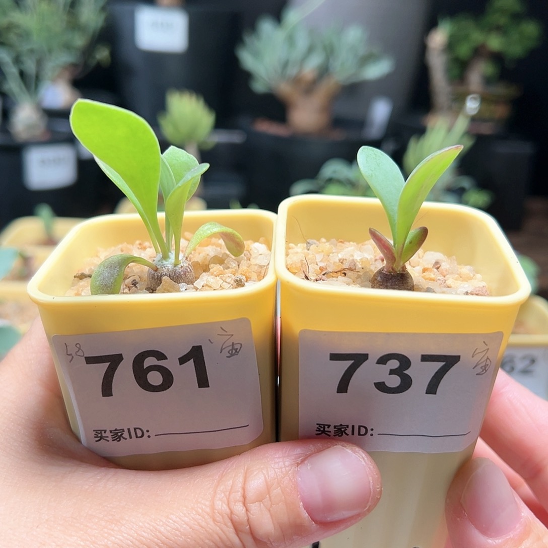 宙斯球厚敦菊带盆发货任意一个