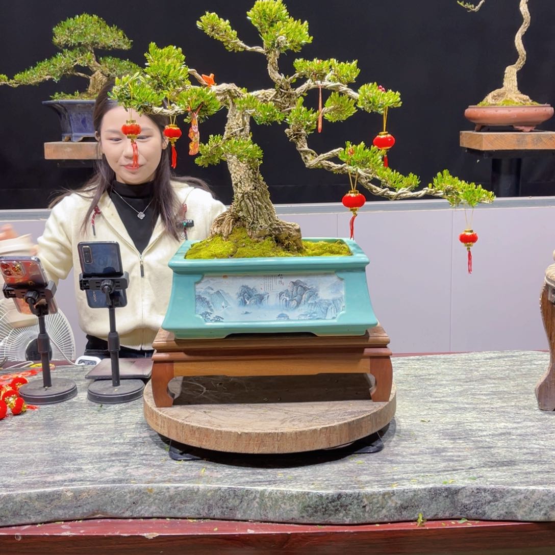 四季常青老桩黄杨盆景