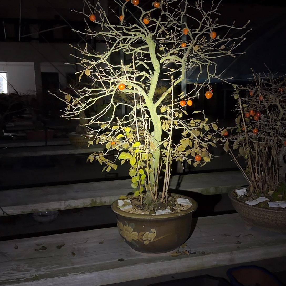 R***夜无花朵盆景顺风到付紫园