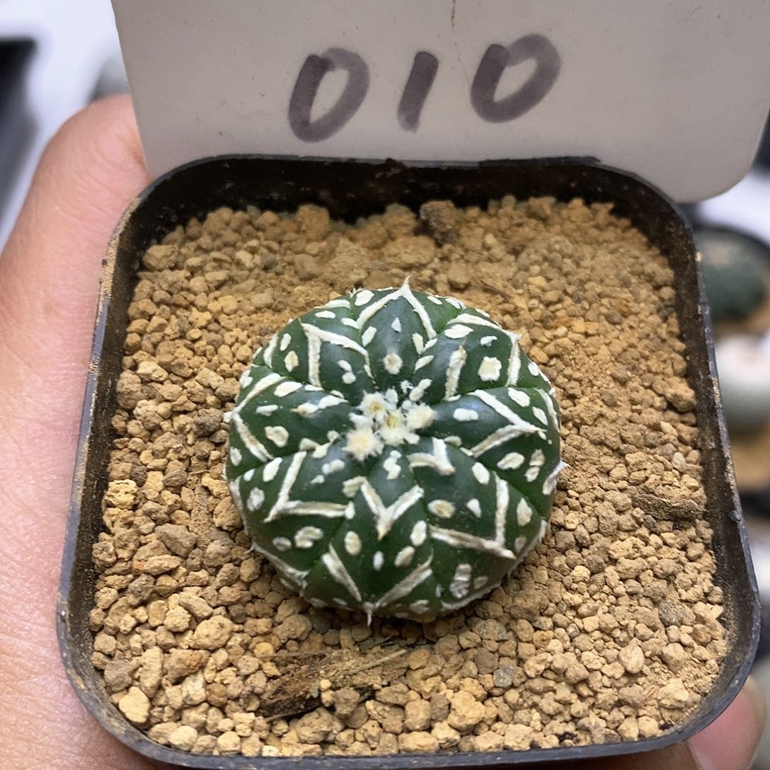 开播副教授特价来了福利v