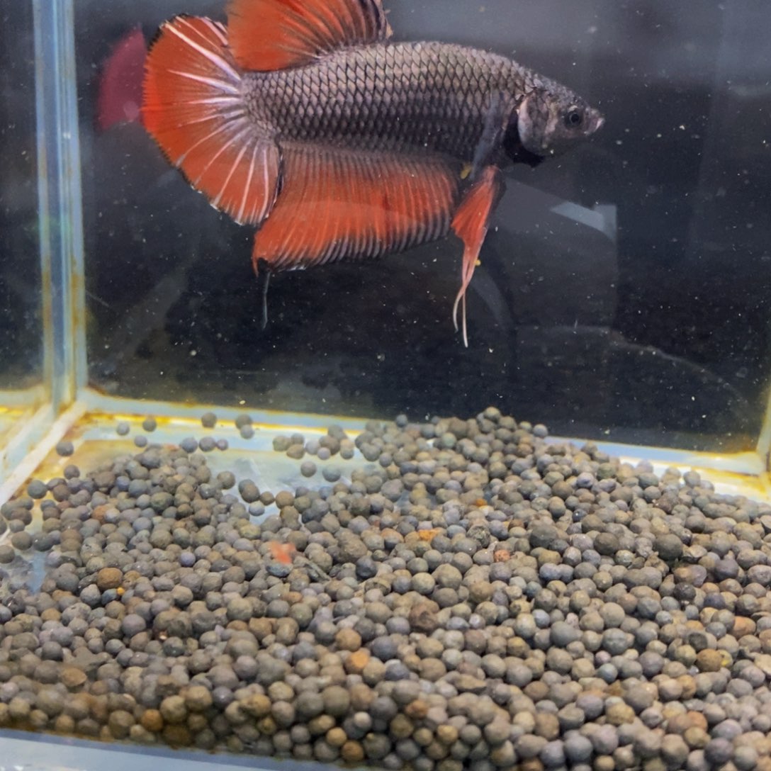 斗鱼298巨斗1111111