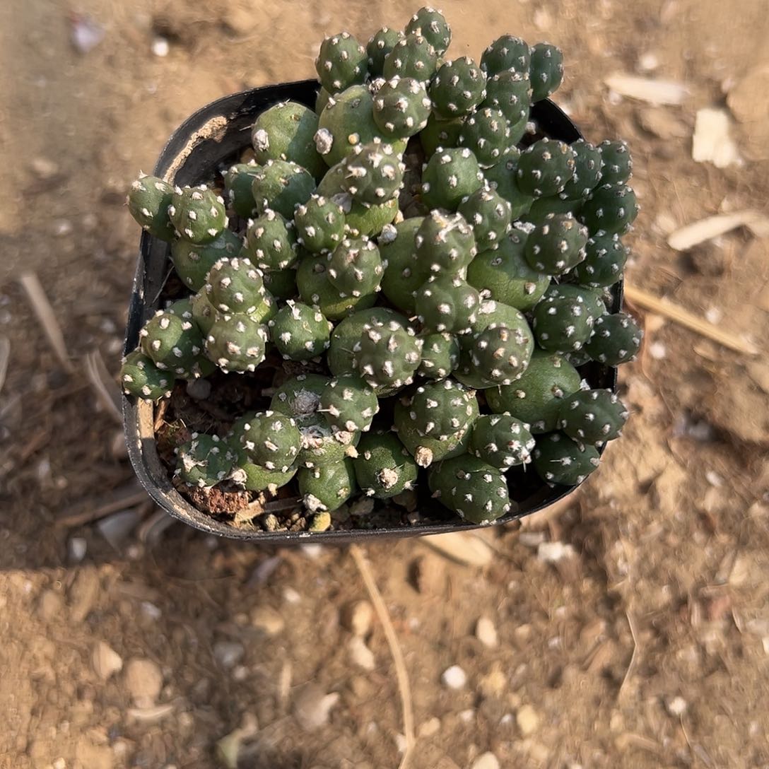 多肉植物罗西安娜团扇