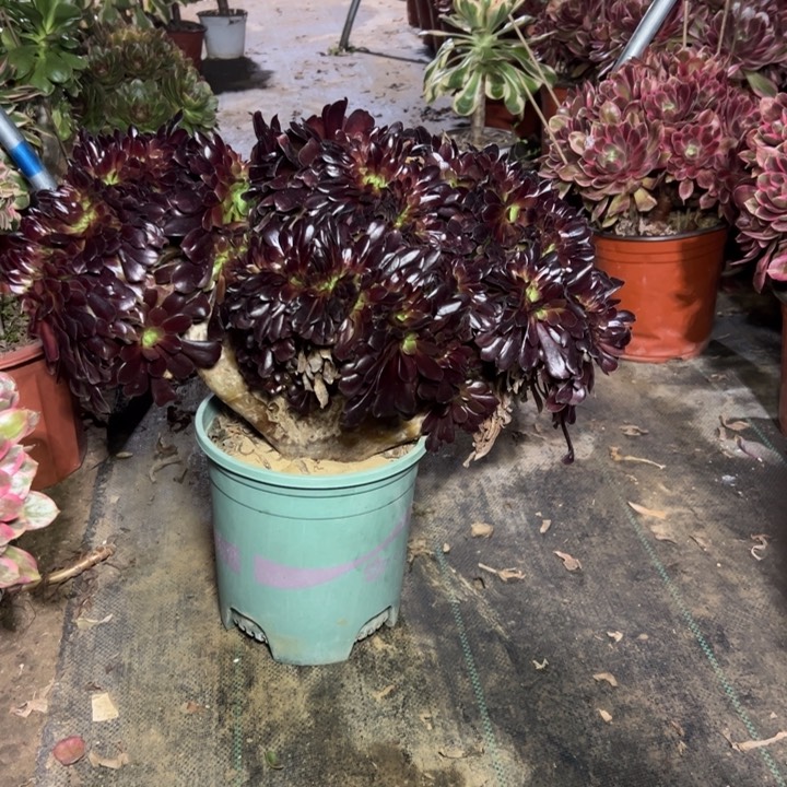 104欧紫缀多肉多肉多肉