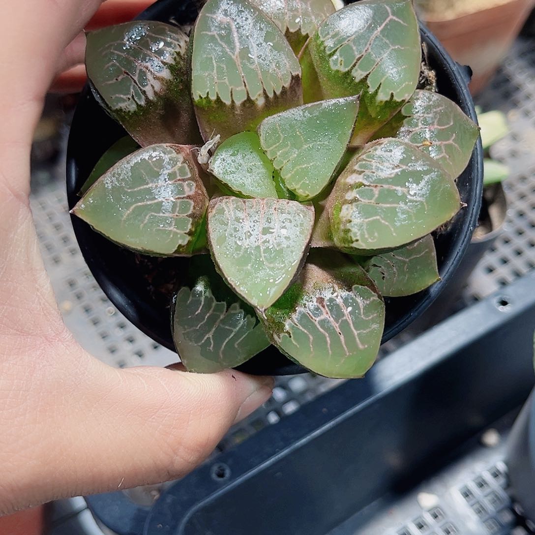 火凤凰克新手好样的