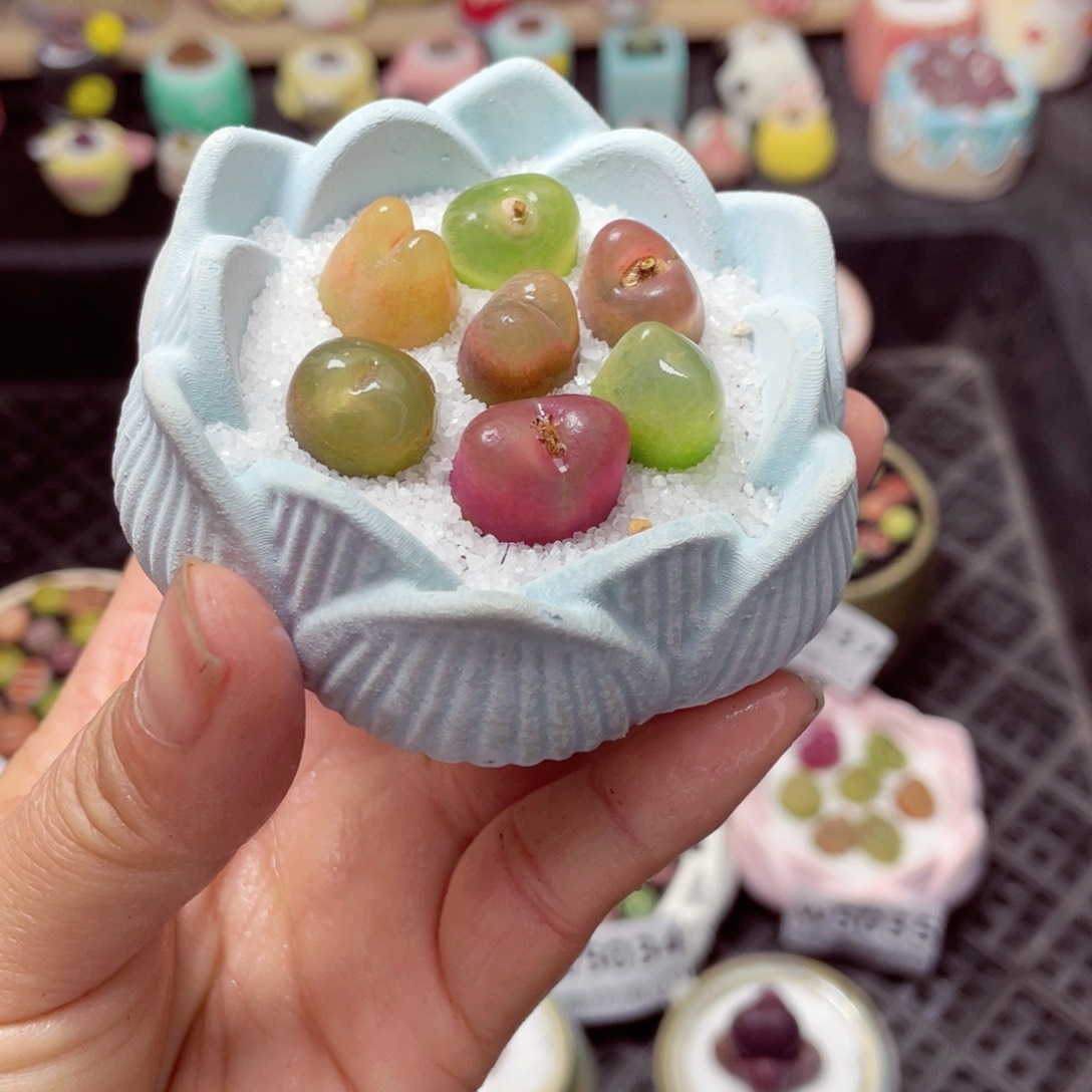 w5044 带盆土发货-零下地区拍保温箱