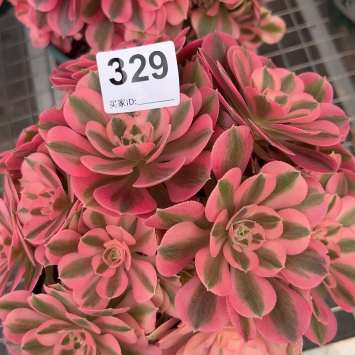 329女巫22厘米左右