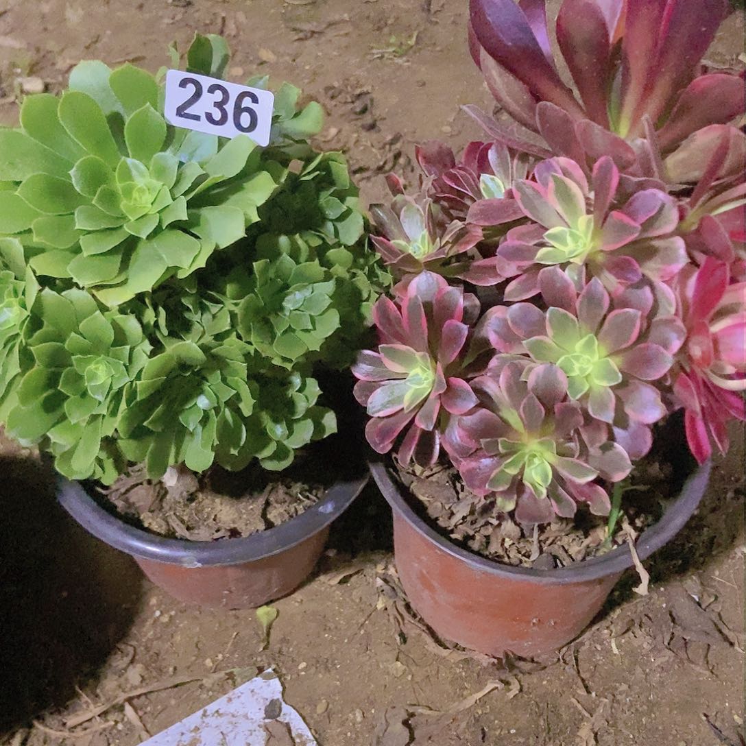 236两个老庄朵朵特价不周正