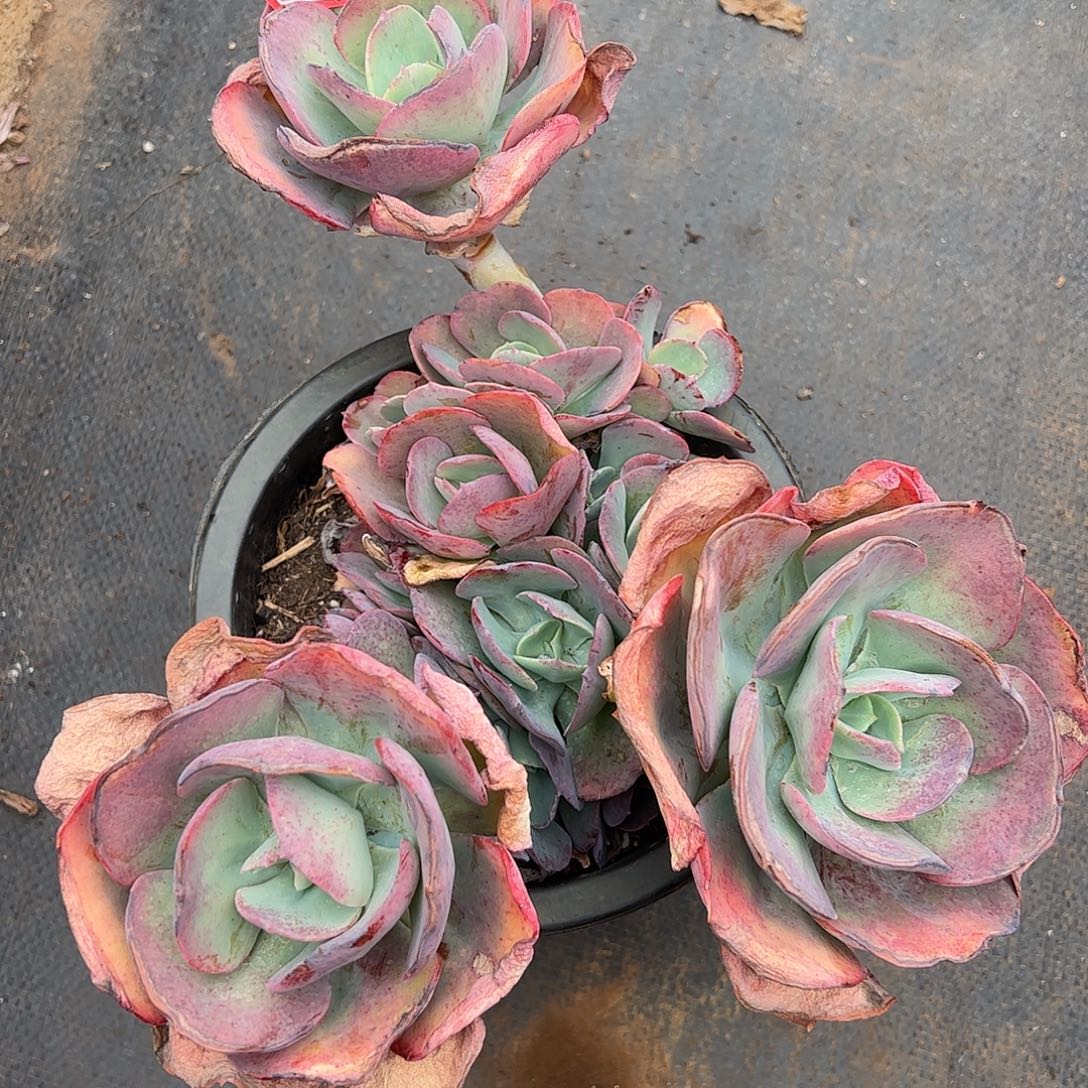 399号冰淇淋，一物一拍