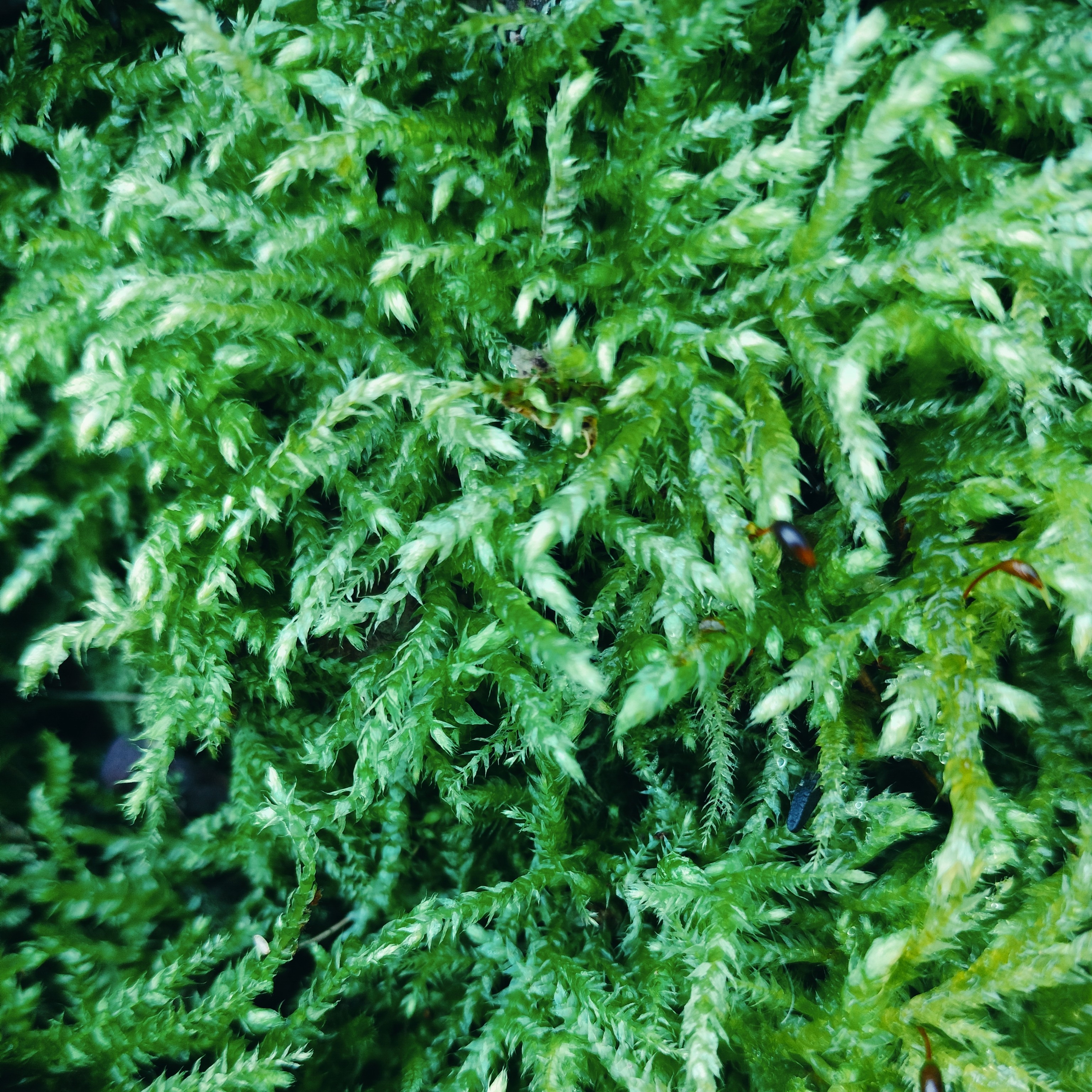 灰苔藓盆栽，水陆缸生态瓶假山吸水石雨林缸深林缸微景观苔藓植物。