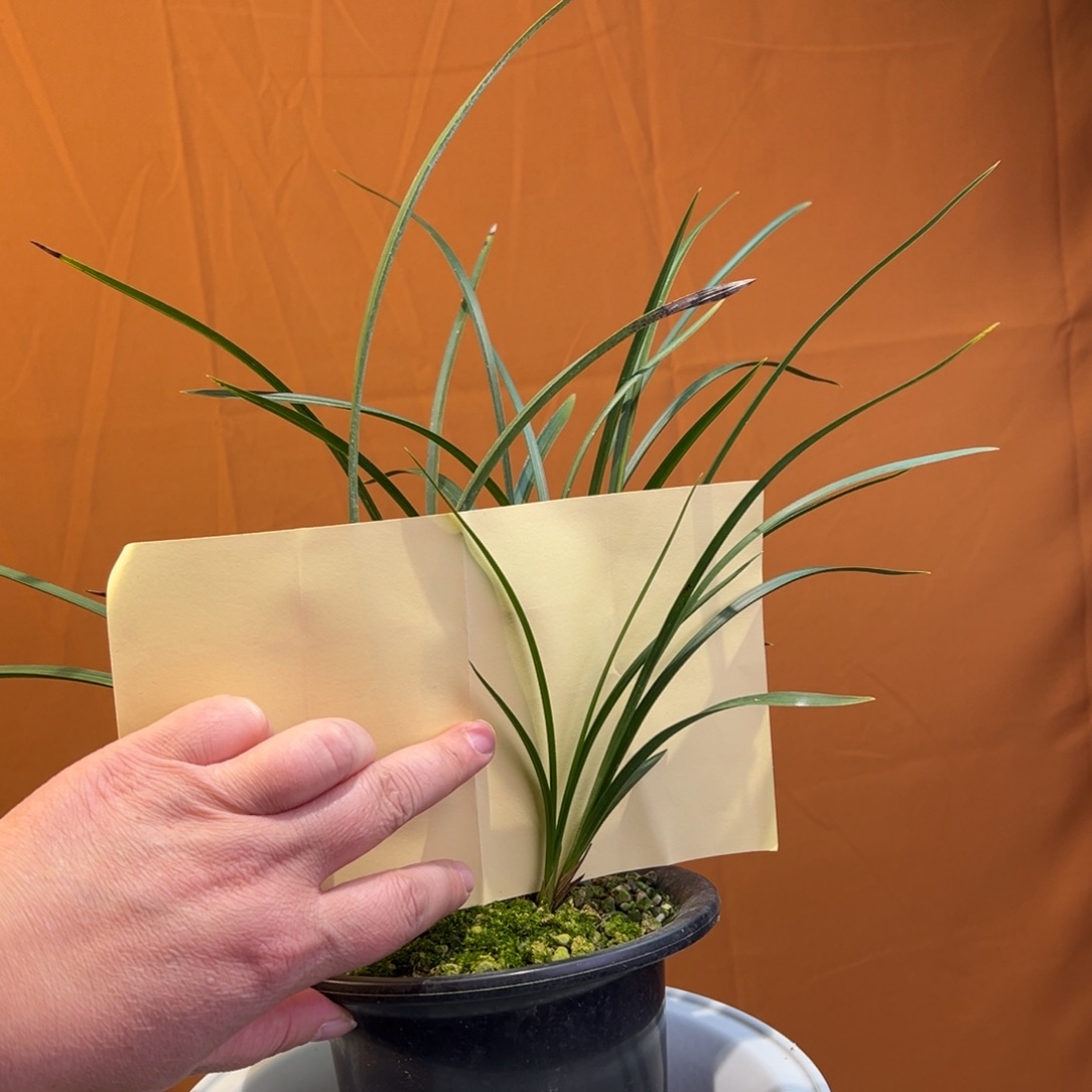 完全开放春兰万字