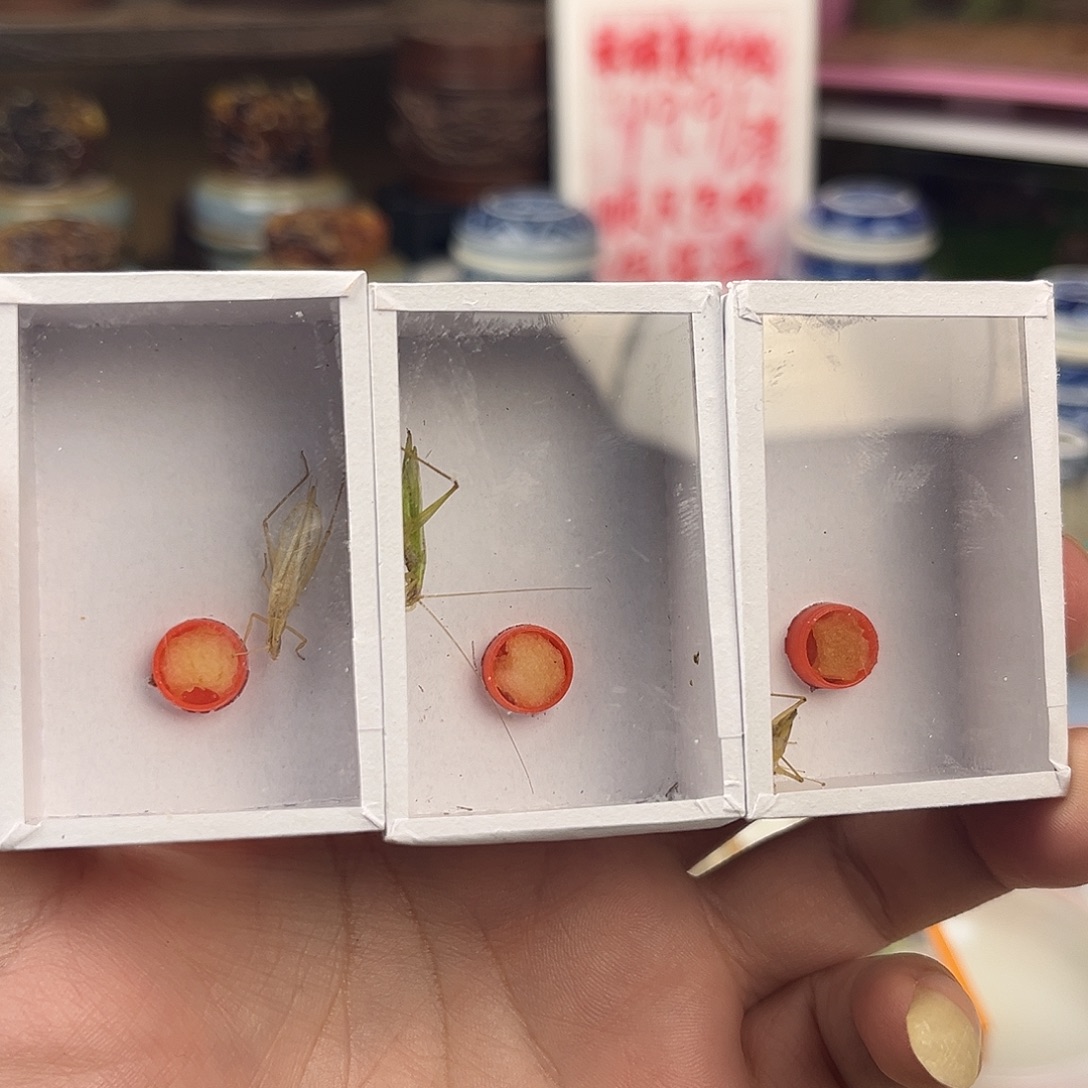 三条断须柬埔寨竹蛉