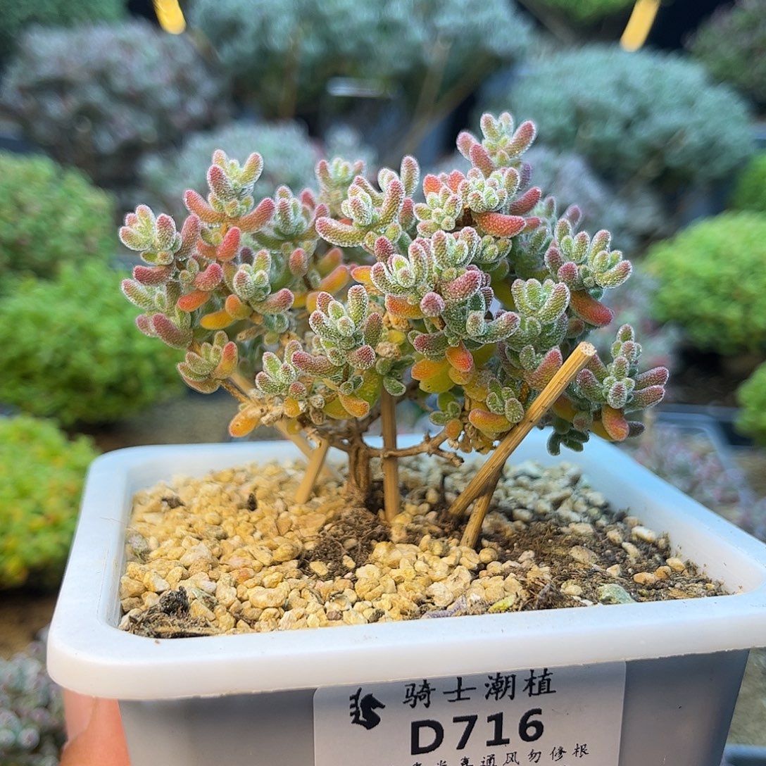 716优选冰晶枝干番杏