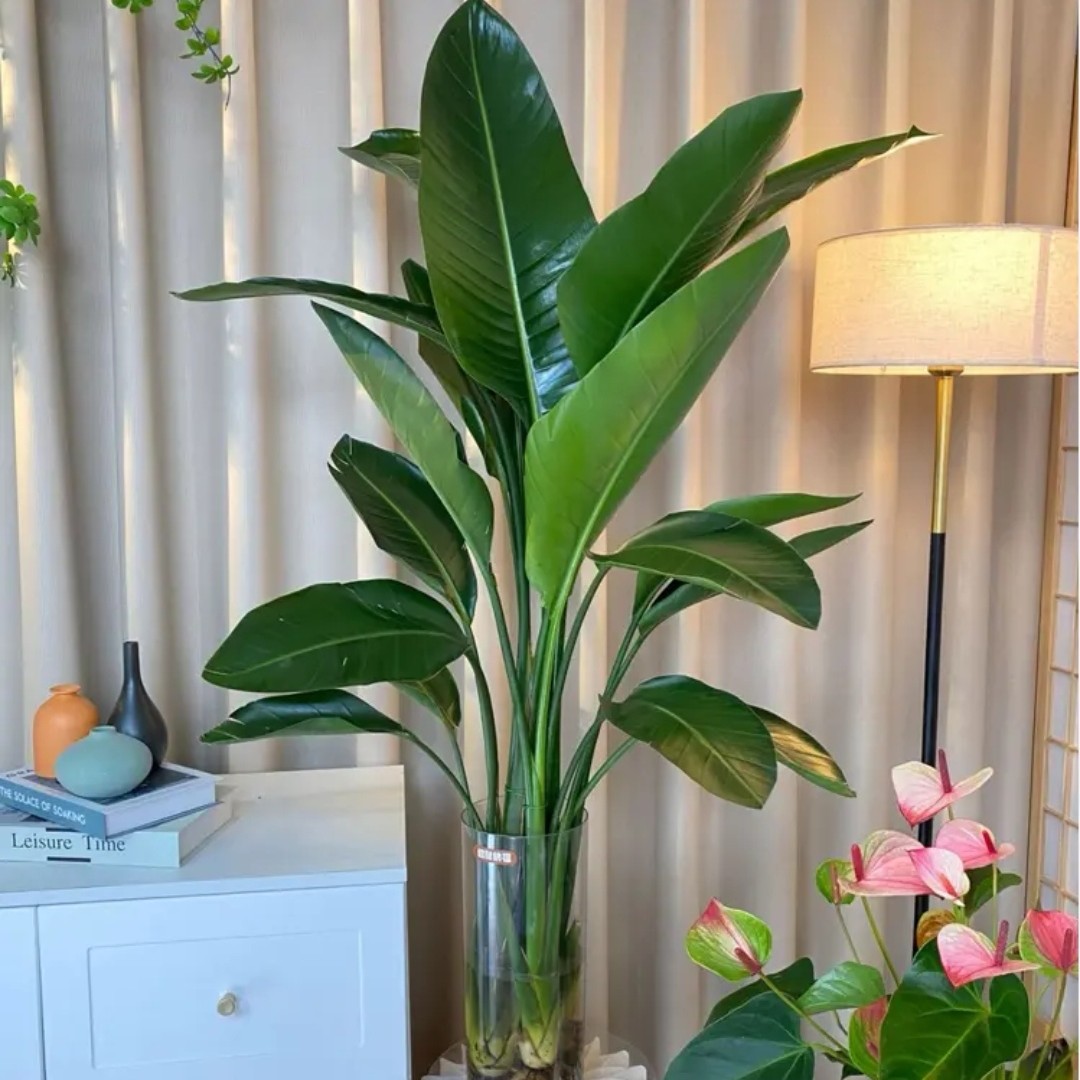 三颗水培天堂鸟1-1.2米好养活室内盆栽客厅清新空气大植物