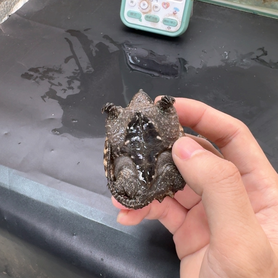 宠物龟不分公母11