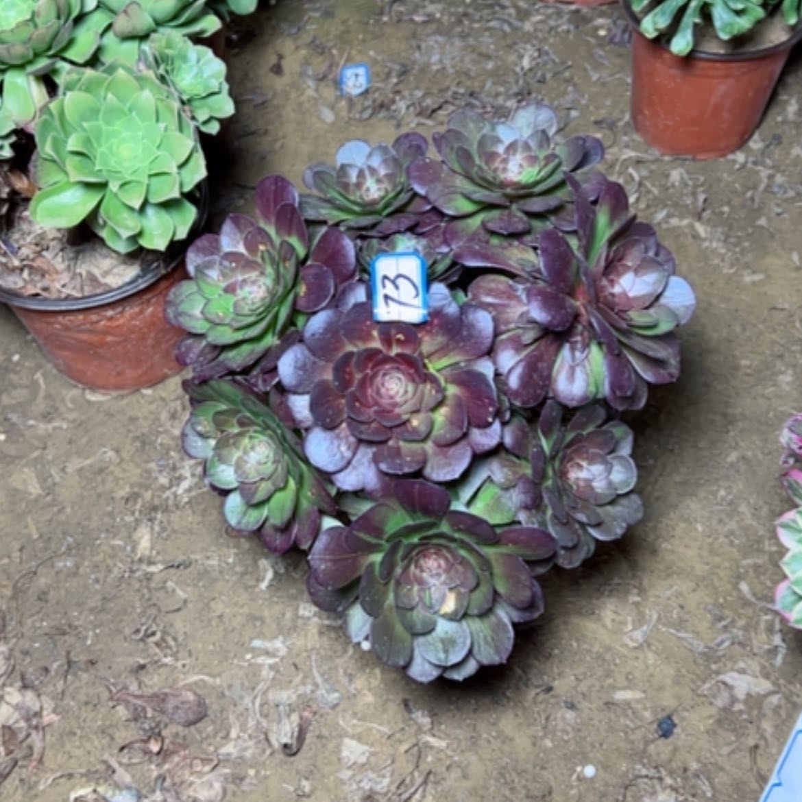 【闪购商品】多肉植物花月夜73