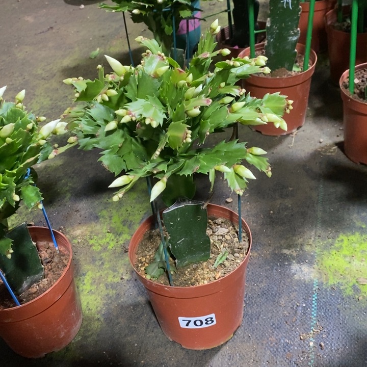 大部分花苞少量开放小*儿708白玛丽