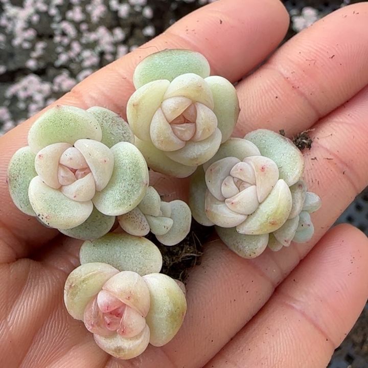 388号TM订繁珍妮多肉一盒