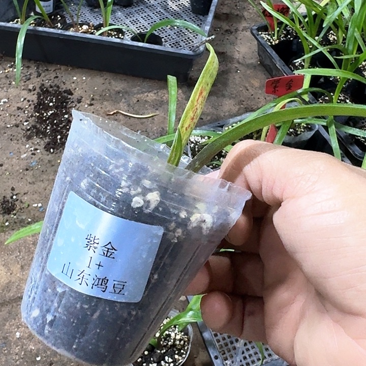 当前无花朵，栽培后可花朵简**活紫金