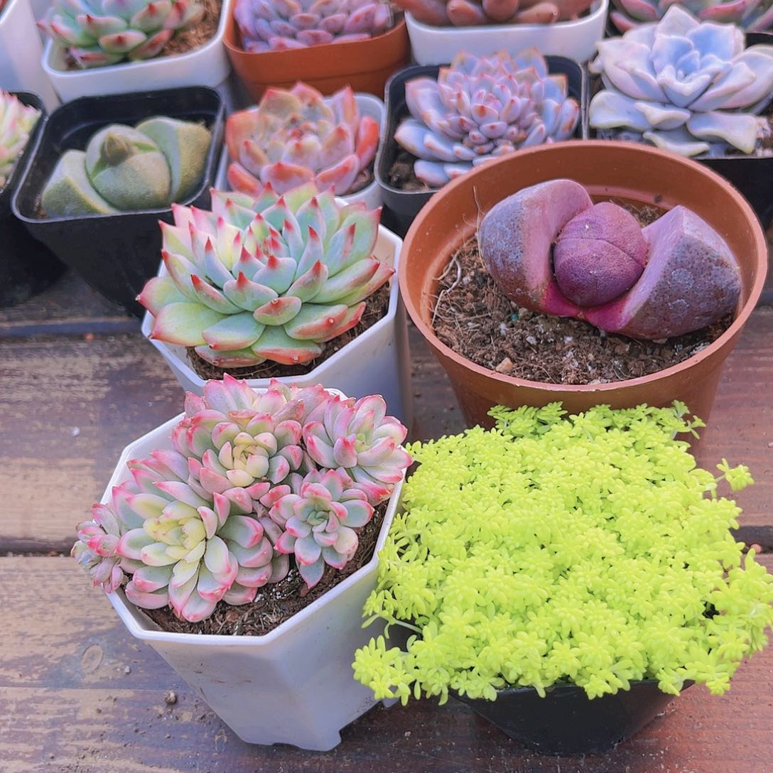 吉娃娃锦➕女雏锦➕紫元宝➕黄金草