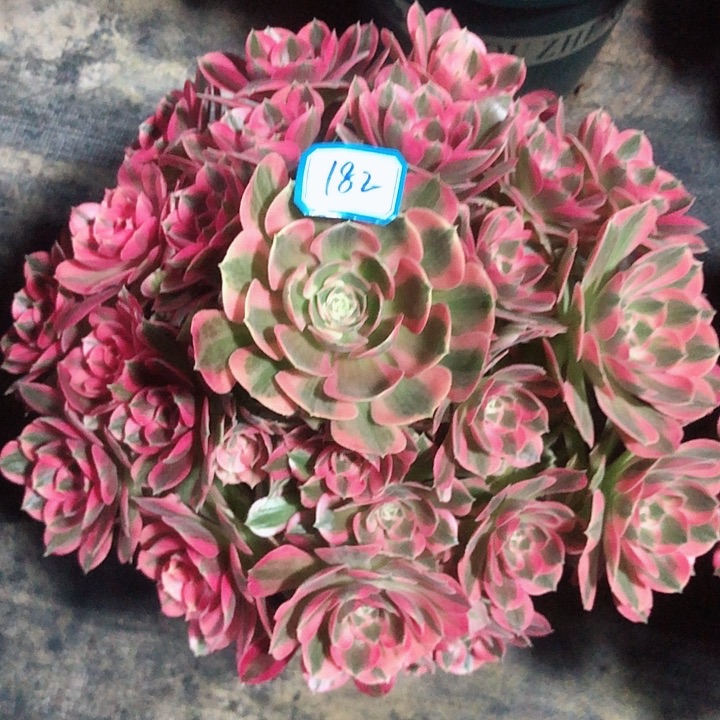 182邀月多肉法师