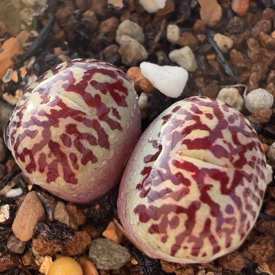 超极墨带盆母本多肉植物