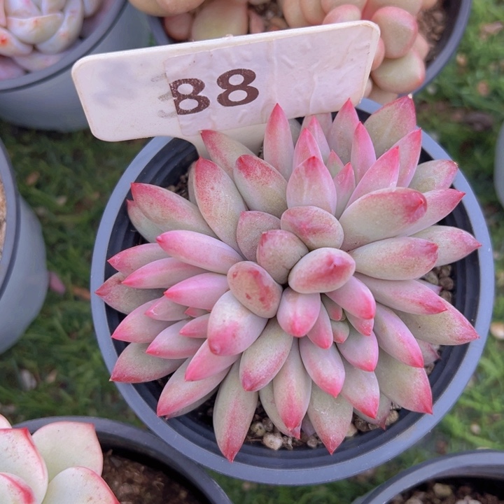 健健康康平平安安