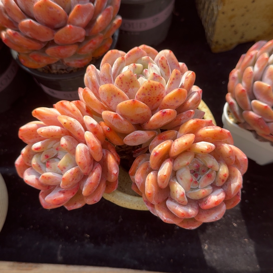 浅***雨匀称长枝大三头，专拍链接