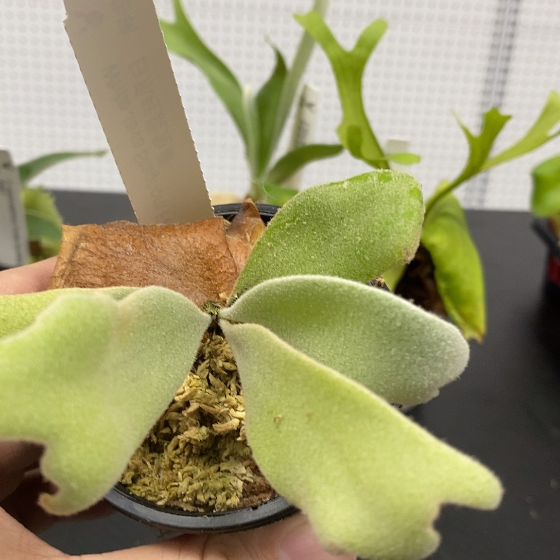 无花朵白爪哇鹿角蕨