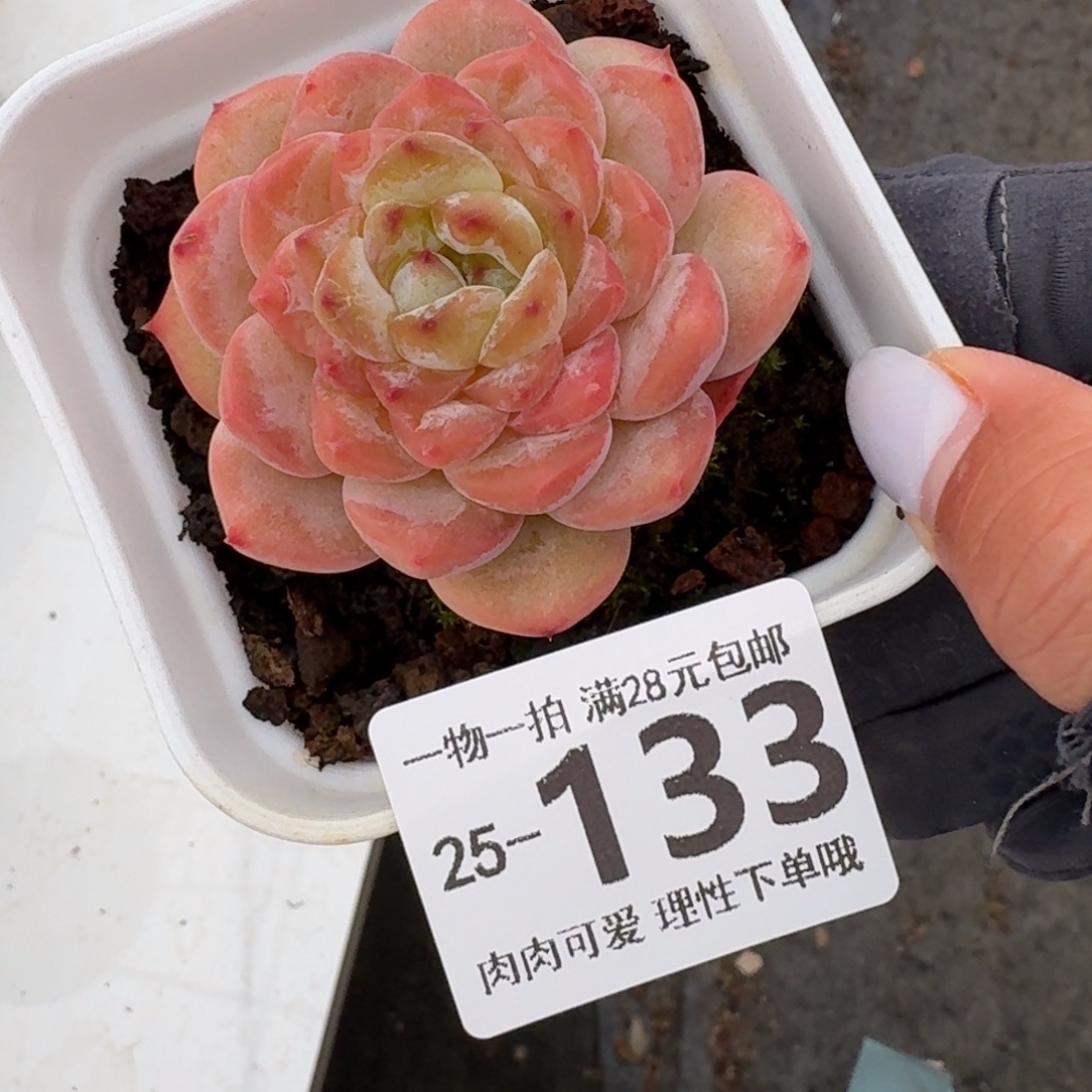 冰魄无盆土发货无