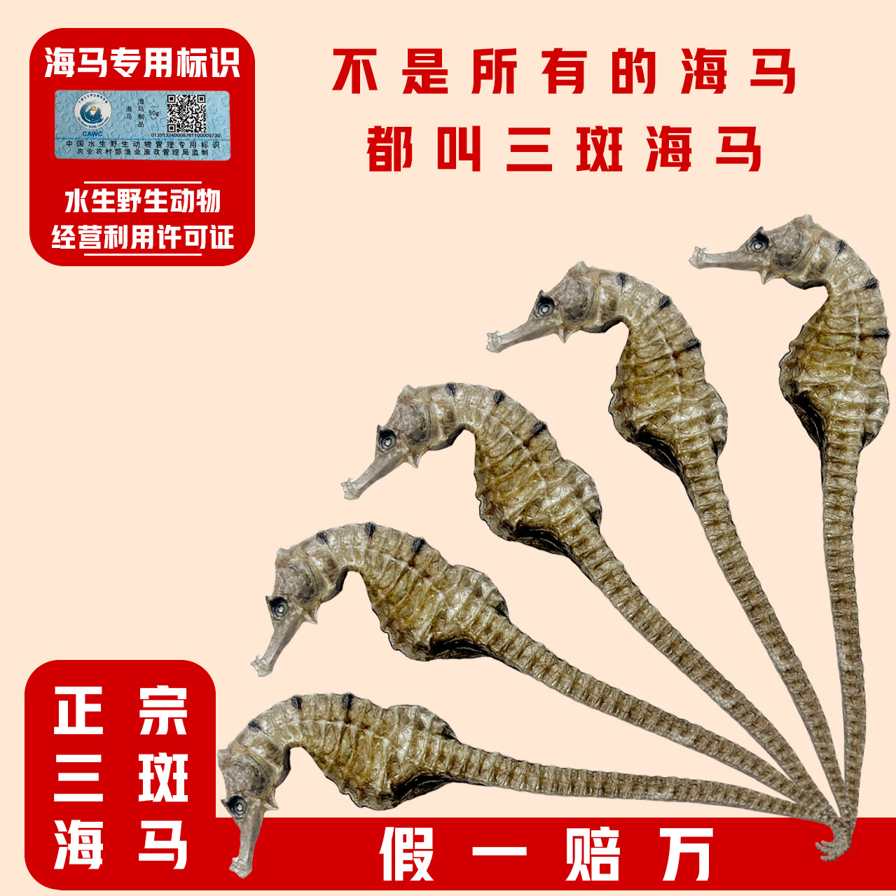 【三斑海马】干货可炖汤泡酒滋补佳品