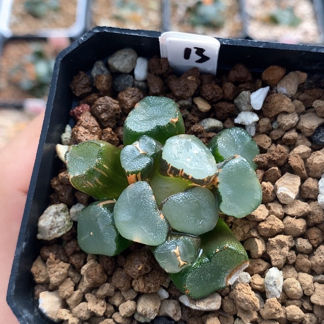 红陶13号空门万象锦