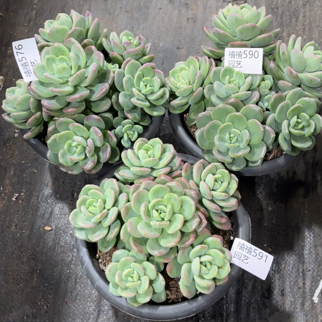 是***呀576-590-591合计如图3颗拉萨