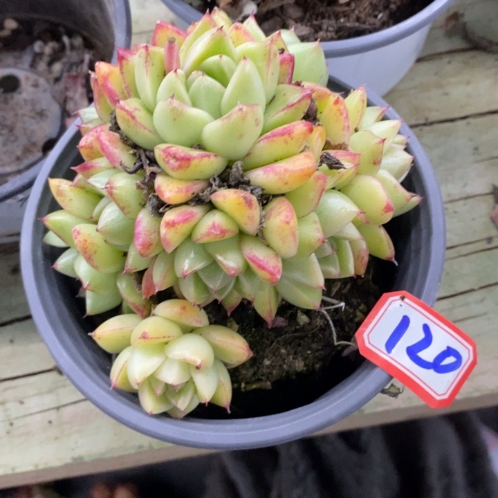 飘**雪一物一拍麦秆多肉120