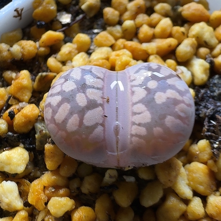 生石花2:：：：：。  18号。 1.5左右