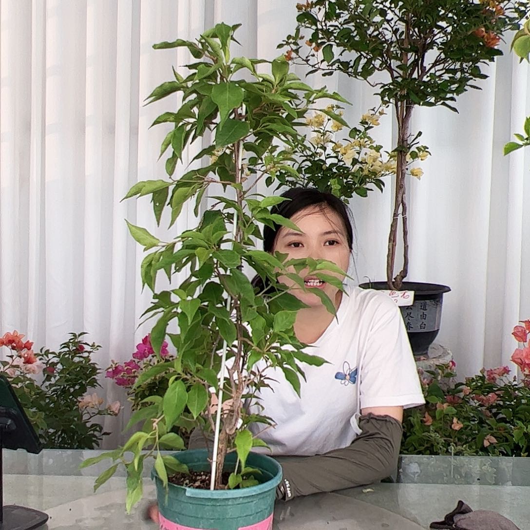 当前无花栽培后可以开花橙桑巴一颗，不带花