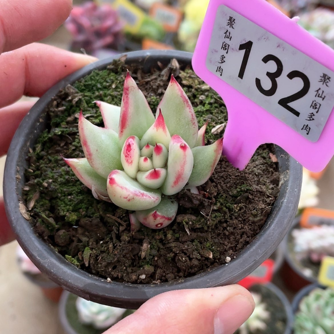 【闪购商品】132号