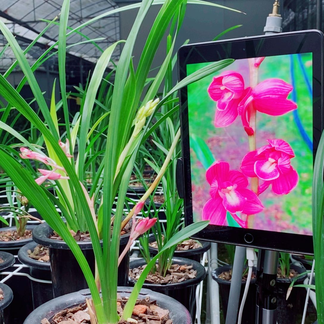 大部分花苞少量开放