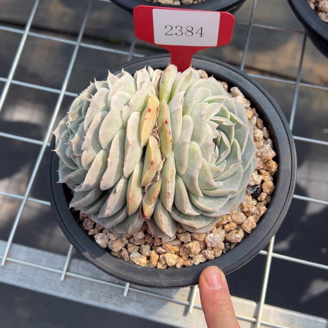 是***?2384肉多么多么多哦