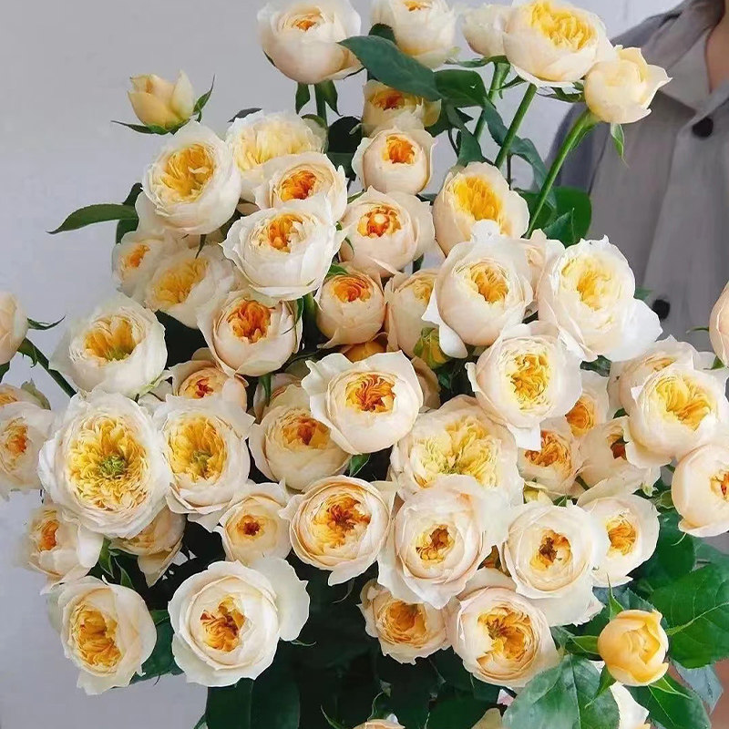 【黄蝴蝶单头玫瑰】鲜切花束高颜值水培鲜花小众花材云南基地直供