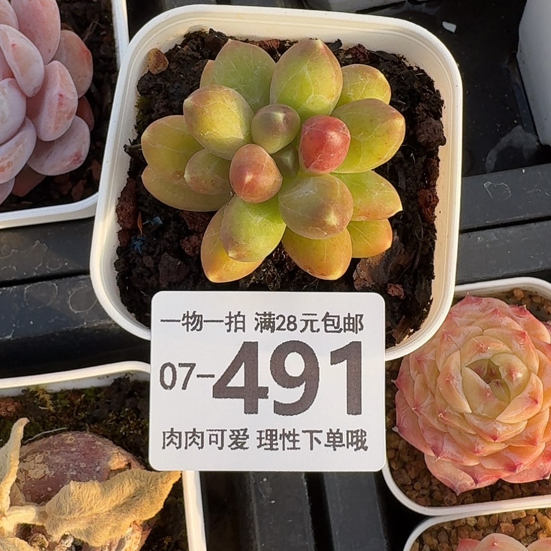 千代田无盆无无盆无