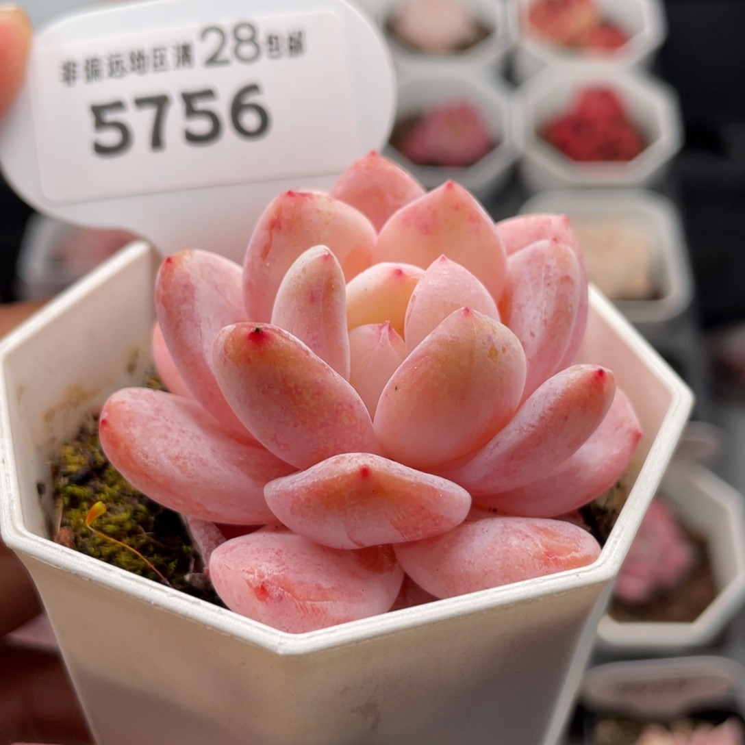 雪橙5756-5.5厘米